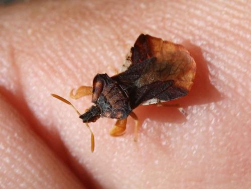 Phymata crassipes